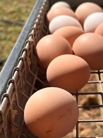 Fresh farm eggs in a wire basket at Forevermore Farm