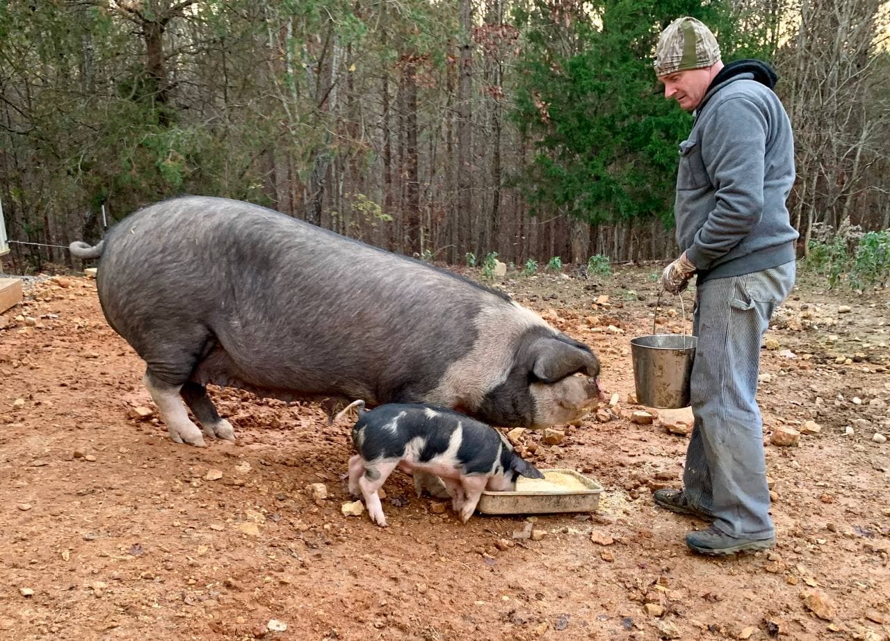 Feeding heritage pigs at Forevermore Farm in Lyles TN